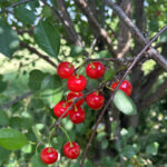 IMG_0771 (1)