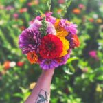 zinnias4RachelYuenGaetz