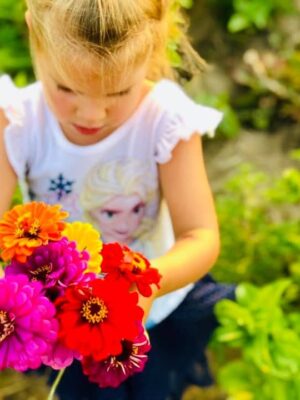 zinniasCasieCarowP
